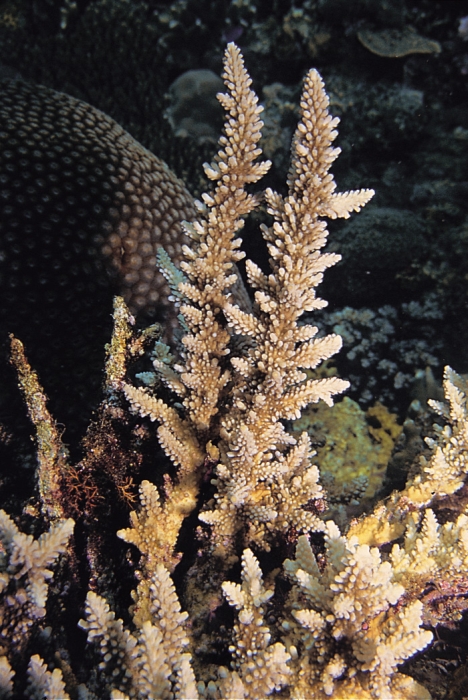 acropora elseyi