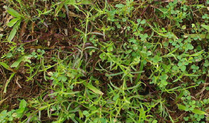  p>胡麻草属(学名: b>centranthera /b>&nbsp;r. br.