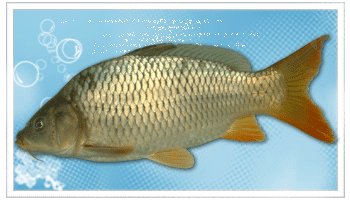  p> a target="_blank" href="/item/鲤亚科">鲤亚科 /a> a target="