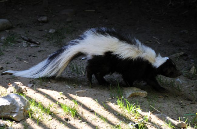  p>条纹臭鼬(学名: i>mephitis mephitis /i>)共有21个亚种,有醒目的