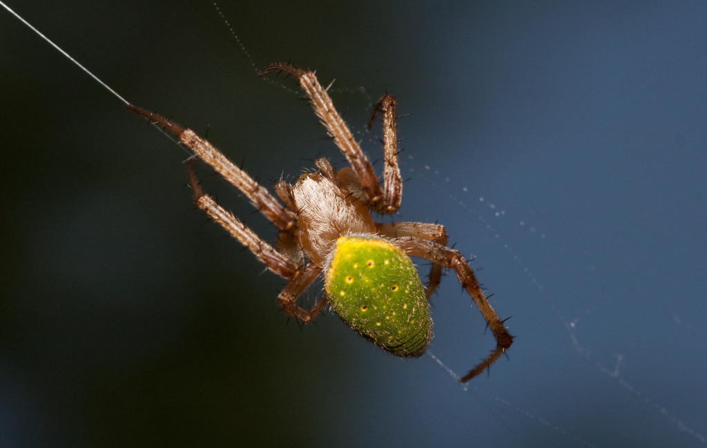  p>青新园蛛( i>neoscona scylla /i>&nbsp;(karsch,1879))是 a