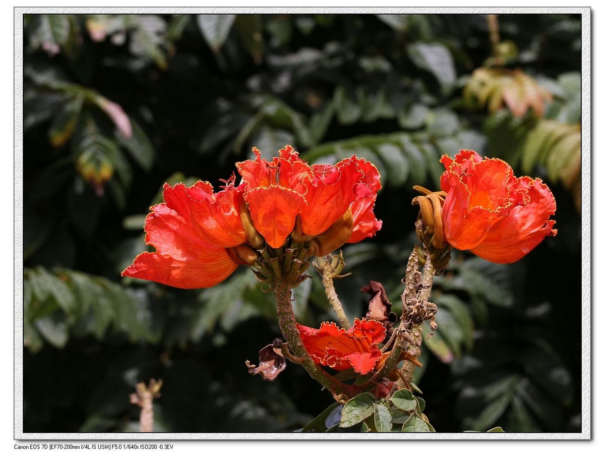  p>火焰花属(学名:phlogacanthus nees)是爵床科下一个属,约30种,分布