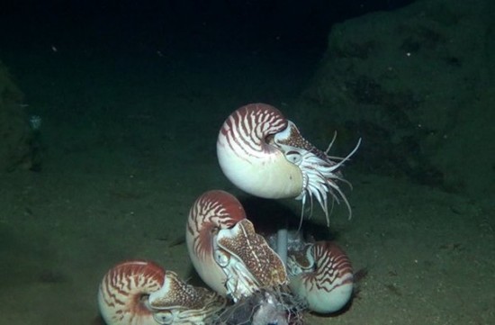  p>异鹦鹉螺壳薄而轻,呈螺旋形盘卷,壳的表面呈白色或者乳白色,生长纹