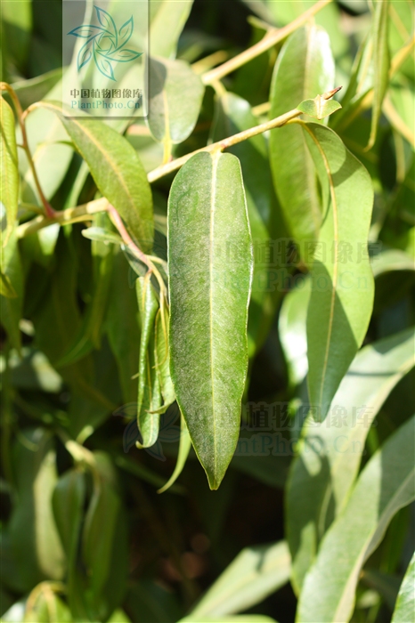  a href="#" data-lemmaid="7584130">单叶互生 /a>,叶倒卵状披针形