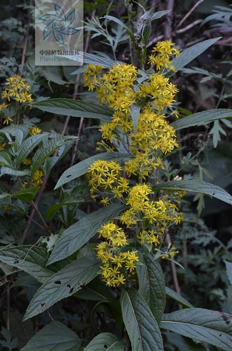  p>密花合耳菊(学名:synotis cappa)是菊科合耳菊属的植物.