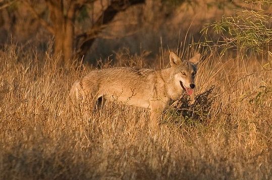  p>伊朗狼(学名: i>canis lupus pallipes /i>)是灰狼的亚种之一,该