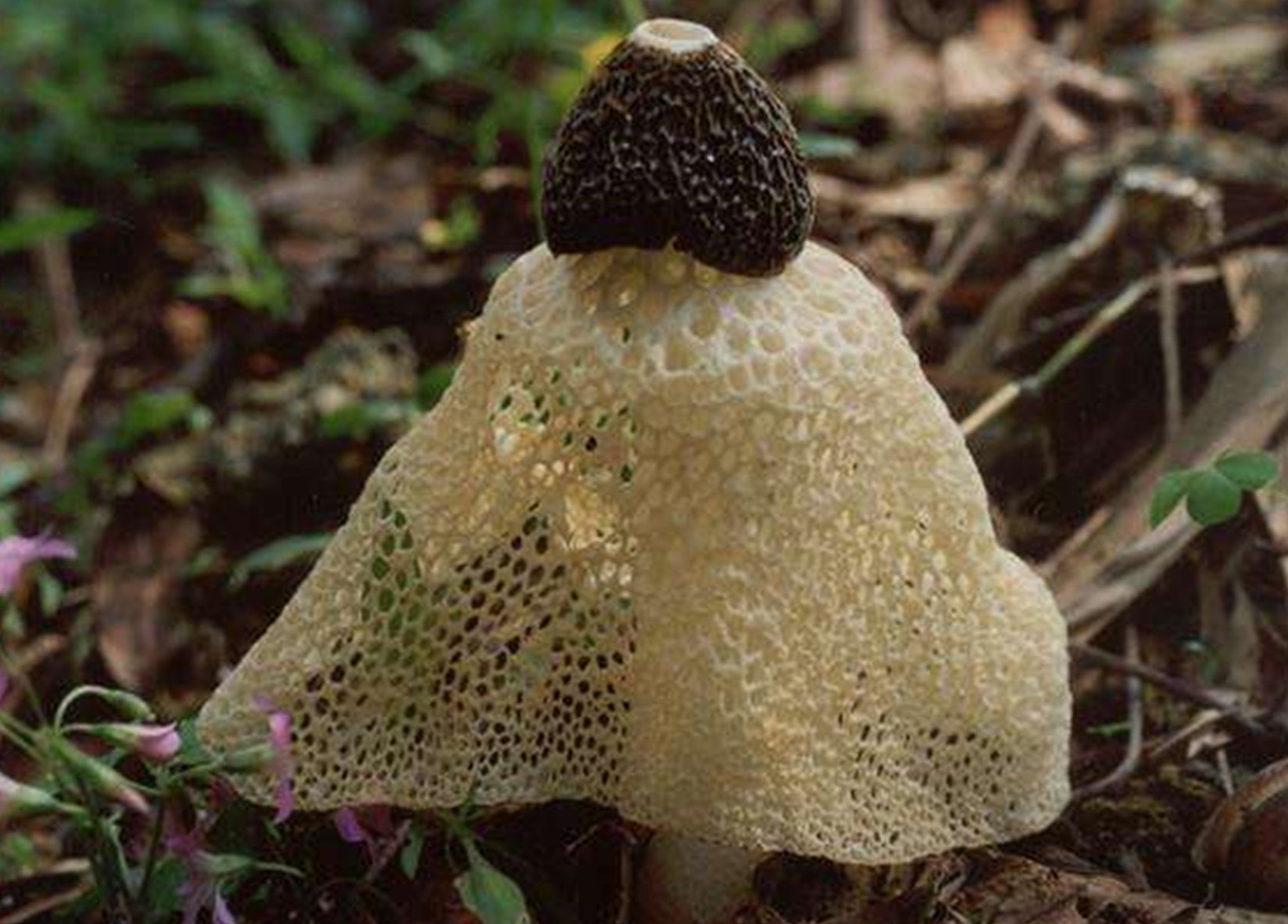  p>长裙竹荪( i>dictyophora indusiata /i>(vent.pers.)fisch.