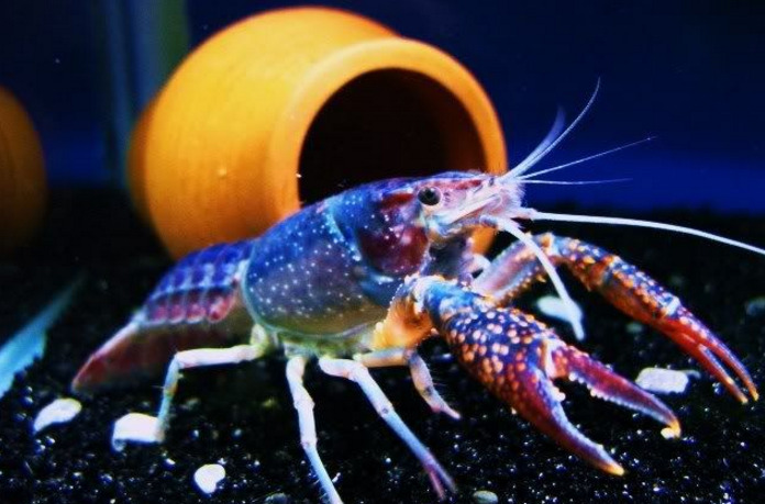 blue别名:electric blue lobster (电蓝色龙虾)佛罗里达蓝螯虾 简称