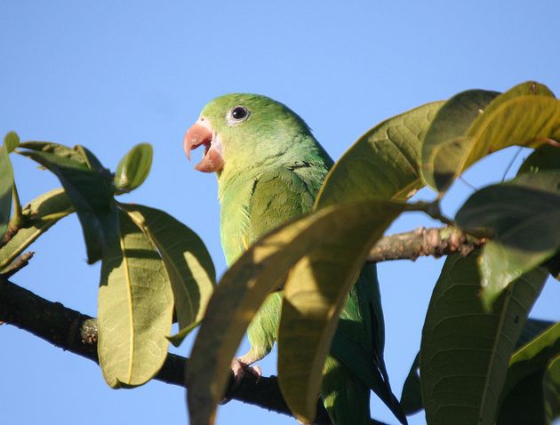  p>黄翅斑鹦哥(学名:brotogeris chiriri)是典型的