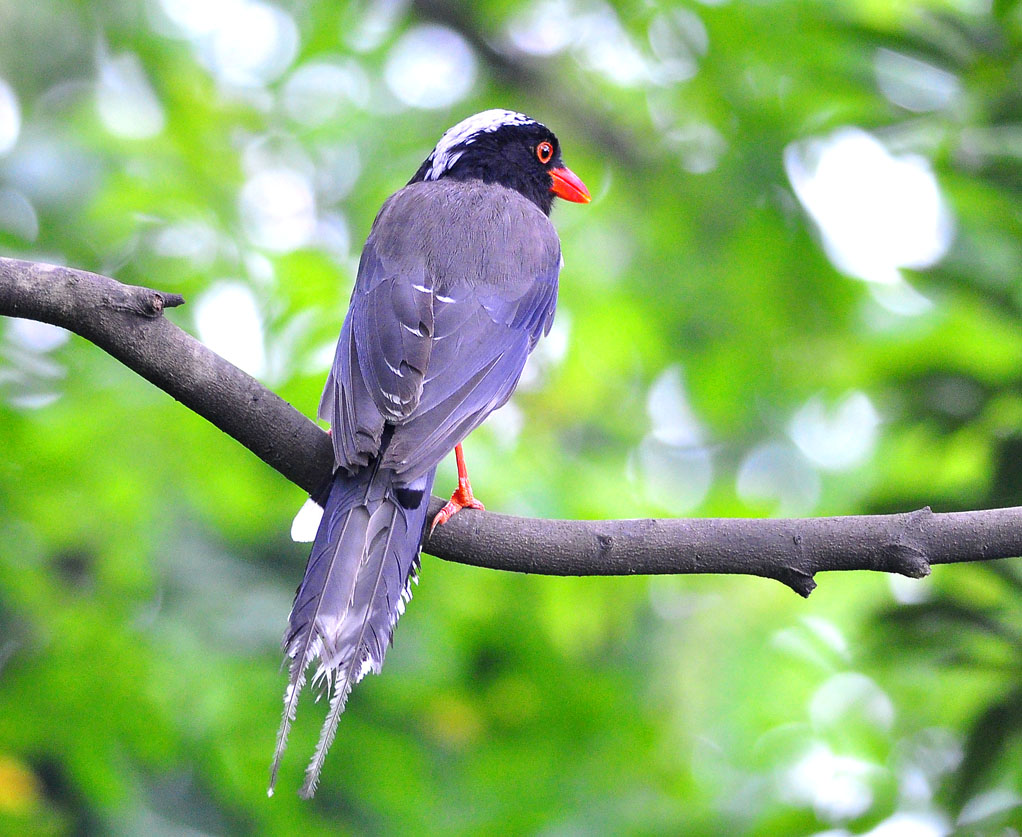 生物分类学 /a>上是 a target="_blank" href="/item/雀形目/6774453"