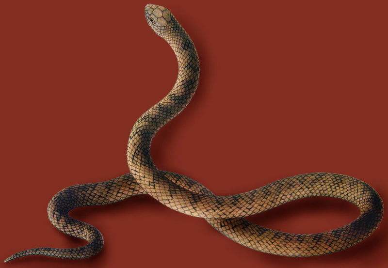  p>紫棕小头蛇(学名:oligodon cinereus)是 a href="#">游蛇科 /a>小