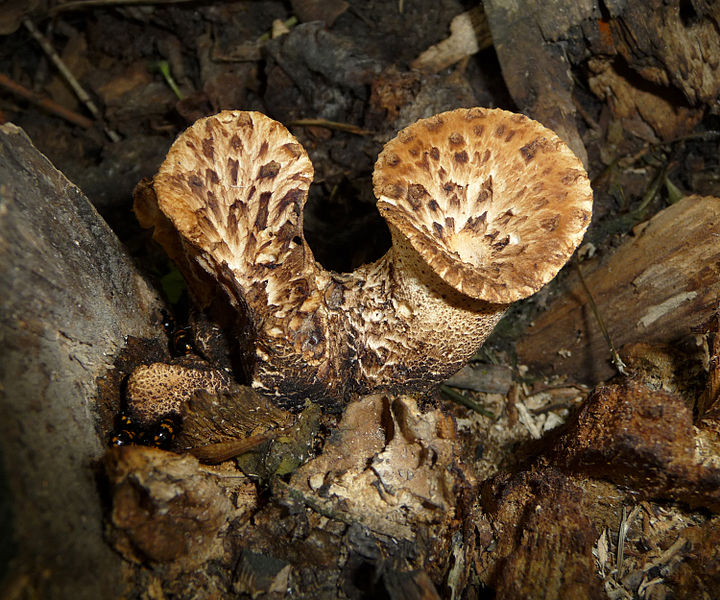  p> b>宽鳞多孔菌 /b>(学名:  i>polyporus squamosus /i>),属于 a