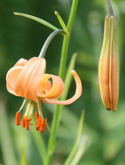 lilium callosum