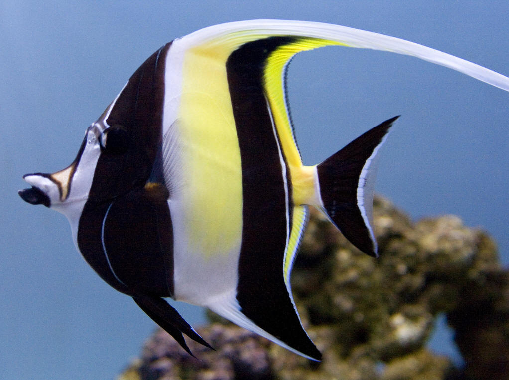  p>鲈形目(perciformes)镰鱼科(zanclidae)的热带岩礁鱼类,学名为