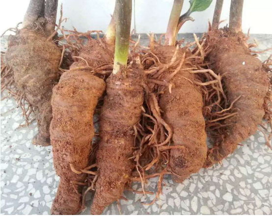 七叶一枝花的骗局：名字传奇的它可能真的没有这些“传奇功效”_百科TA说
