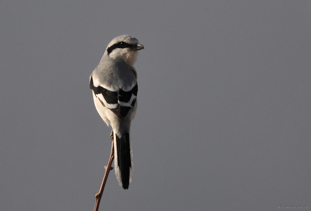 灰伯劳天山亚种