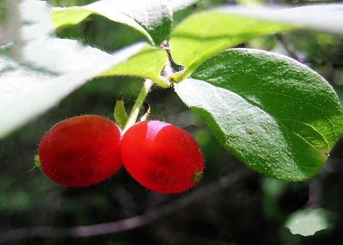  p>北京忍冬(学名: i>lonicera elisae /i> franch.