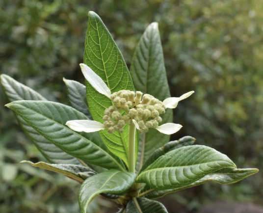 绣球茜 百度百科