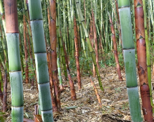 phyllostachys incarnata wen