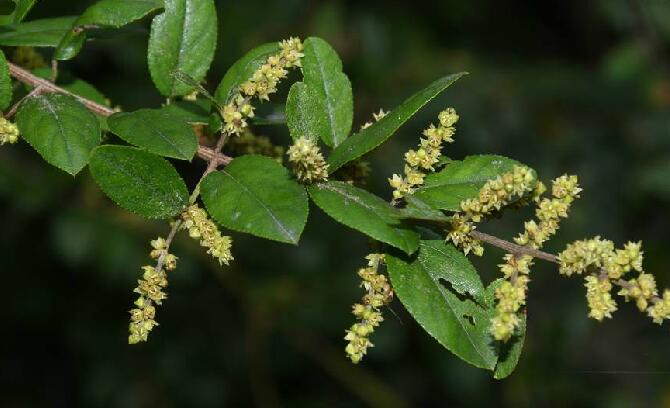 雀梅藤(雀梅藤的功效与作用)