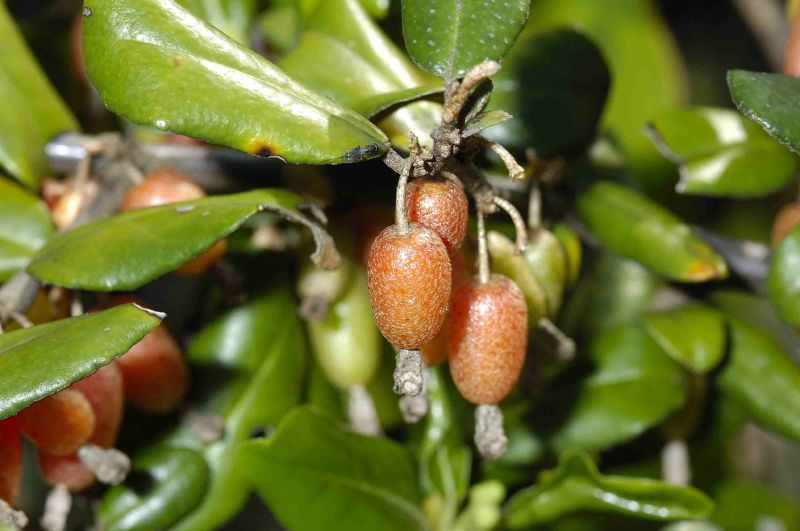 p>台湾胡颓子(拉丁文名:elaeagnus formosana nakai.