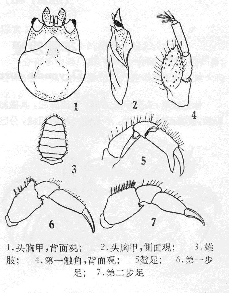 香港隐螯蟹