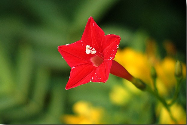 密萝松,俗称 a target="_blank" href="/item/五角星花">五角星花 /a>