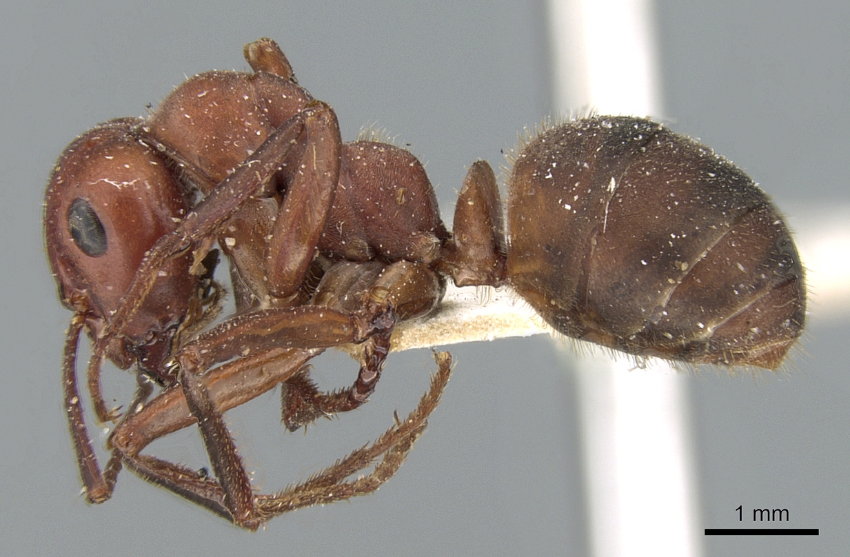 该蚂蚁分布海拔相对较高, 通常在 a target="_blank" href="/item