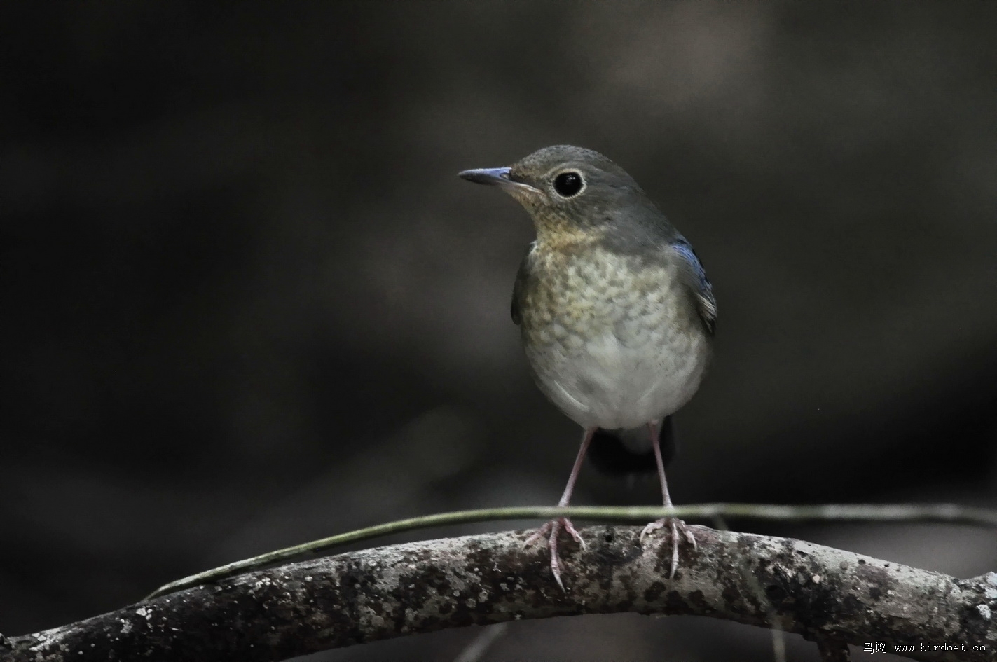  p>亦称 a target="_blank" href="/item/夜莺/4671" data-lemmaid="