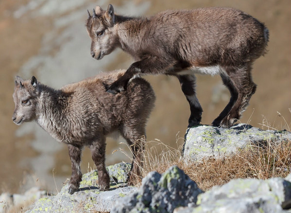  p>羱羊(学名: i>capra ibex /i>):是偶蹄目,牛科,山羊属的野生山羊.