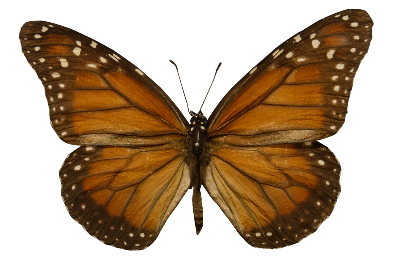 君主斑蝶标本