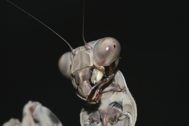  p>印尼双盾螳,也叫印尼双盾螳螂.原产地印度尼西亚. /p>