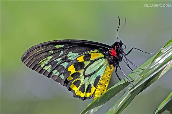 绿鸟翼蝶