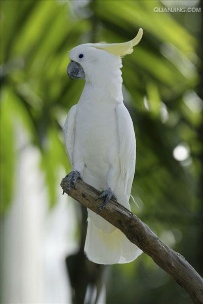 大葵花凤头鹦鹉