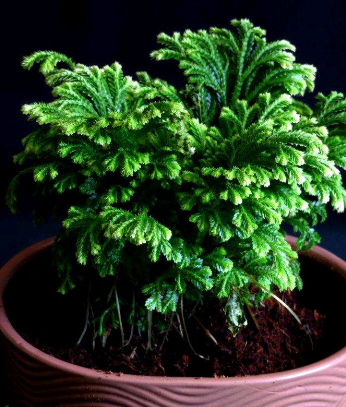 常见的观赏蕨类植物，无论是作为绿植，还是搭配盆景，颜值都超高_百科TA说