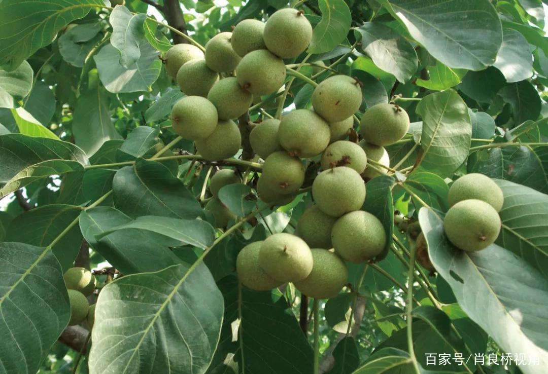 山核桃的高效栽培技术都有哪些 让我们一起来学习并掌握吧 百科ta说