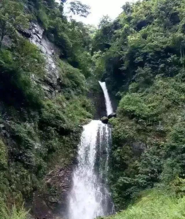 富源栉羊齿