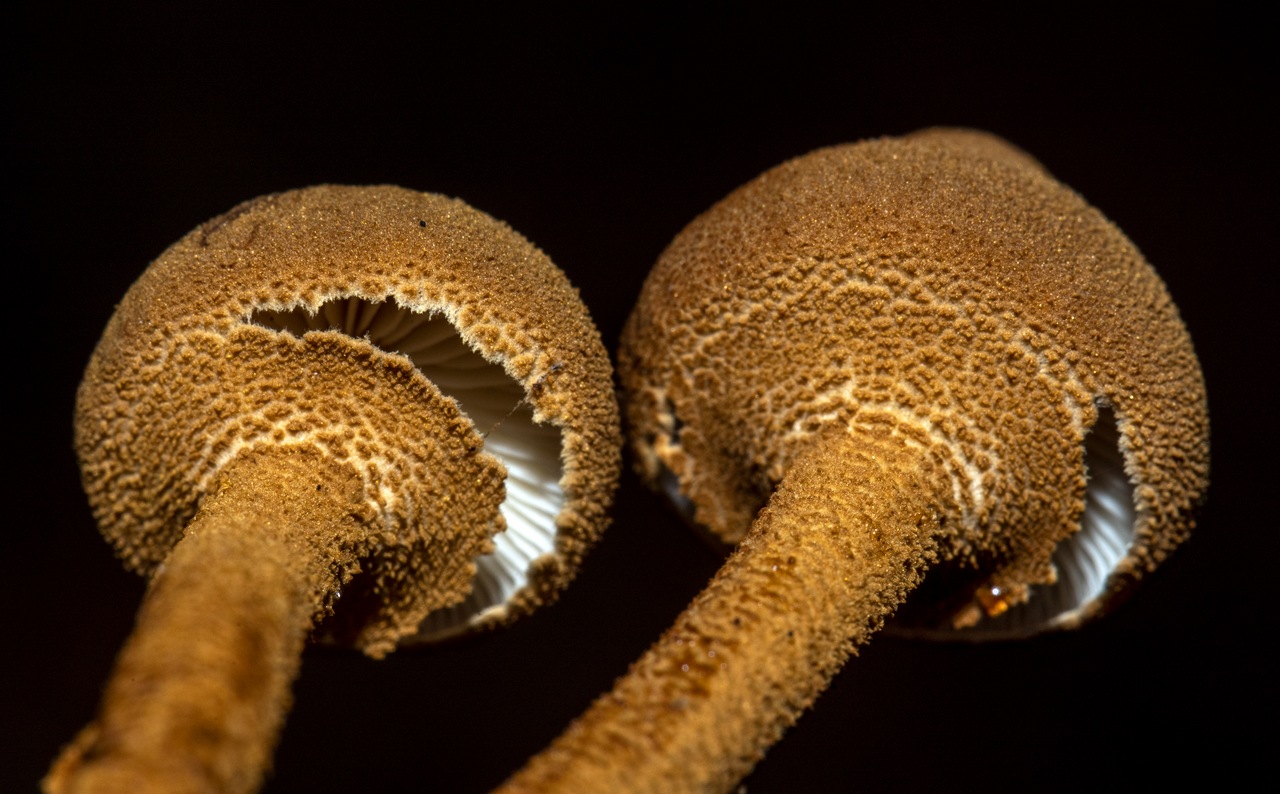 菌盖直径2-5cm,初期扁半球形,后期稍平展,表面密被金黄色或黄褐色颗粒