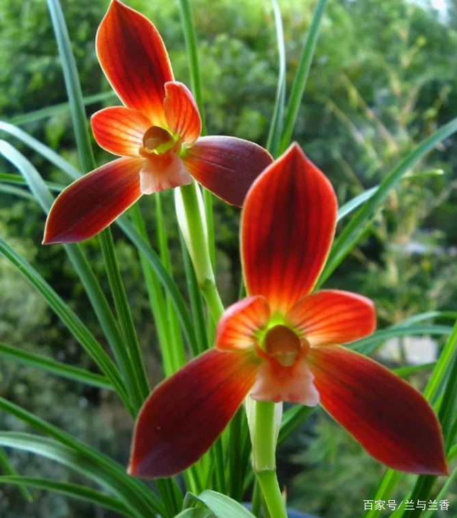 此兰被誉为“国兰第一红素”，勤花勤草好养活，品质高值得养一盆_百科TA说