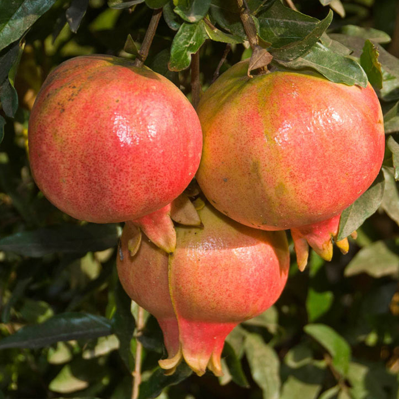  p>石榴属(学名: i>punica /i> linn.):是桃金娘目,千屈菜科的一个属.