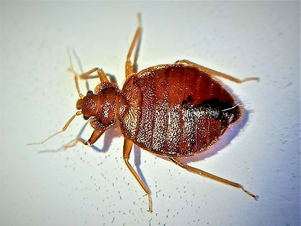 床虱_百度百科