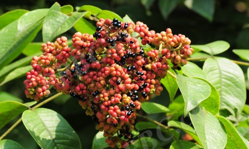  p>腊米,又名吴芋,吴茱萸,辣米,米辣子,曲药子,为芸香料, a target="