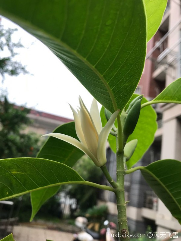 秋冬养盆白兰花，一年四季都能开，香味清新不上头_百科TA说