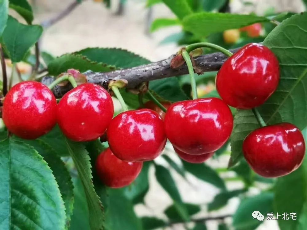 [樱你而来 桃醉北宅]樱桃未退市，樱珠已登场！请收好这份采摘指南！_百科TA说