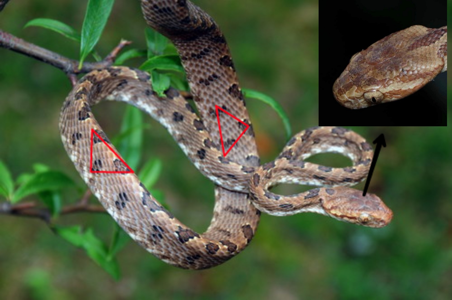 mucrosquamatus /i>)是蝰科原矛头蝮属的一种具有颊窝的中型管牙类
