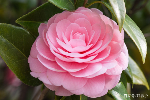 盘点十种名贵常见的山茶花 百科ta说