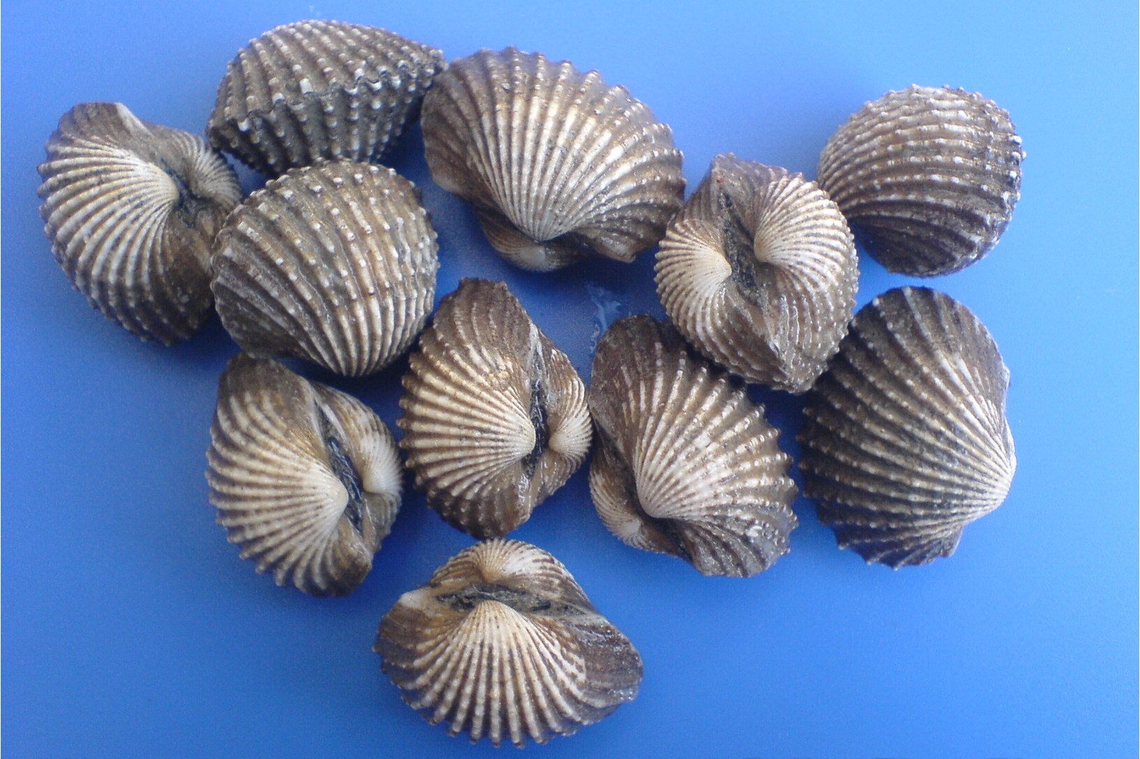  p data-id="gnyuc4w0f4">泥蚶,属 a target="_blank" href="/item