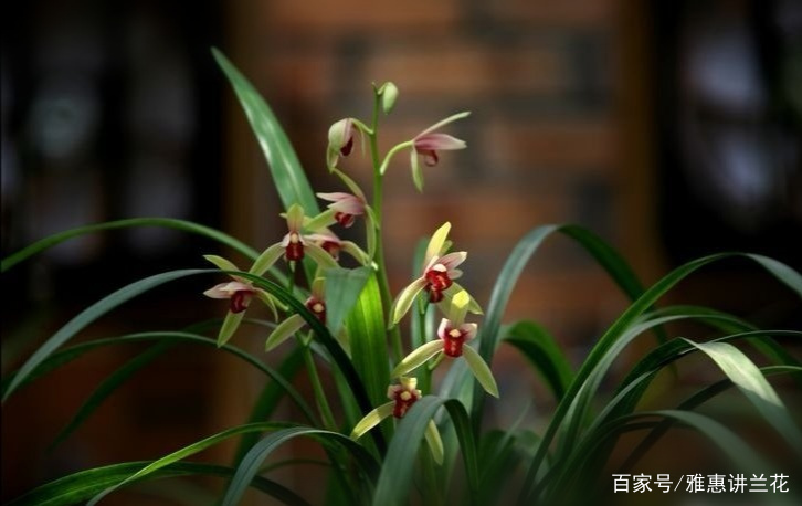 了解我国常见的国兰七大兰种的生长习性，更好的养护兰花_百科TA说