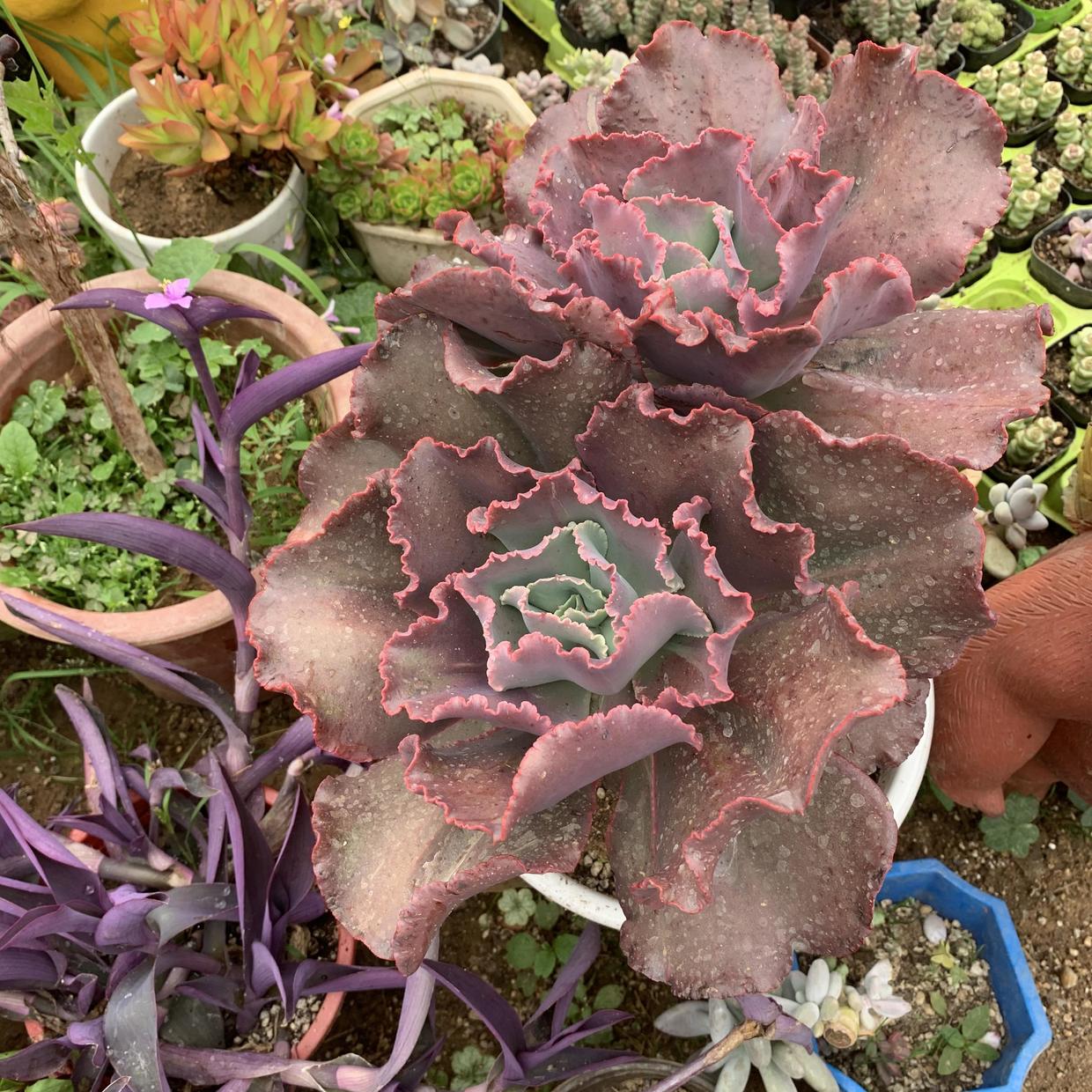 大包菜多肉女王花笠，大盆养长得大，多晒太阳，叶子变成紫色_百科TA说