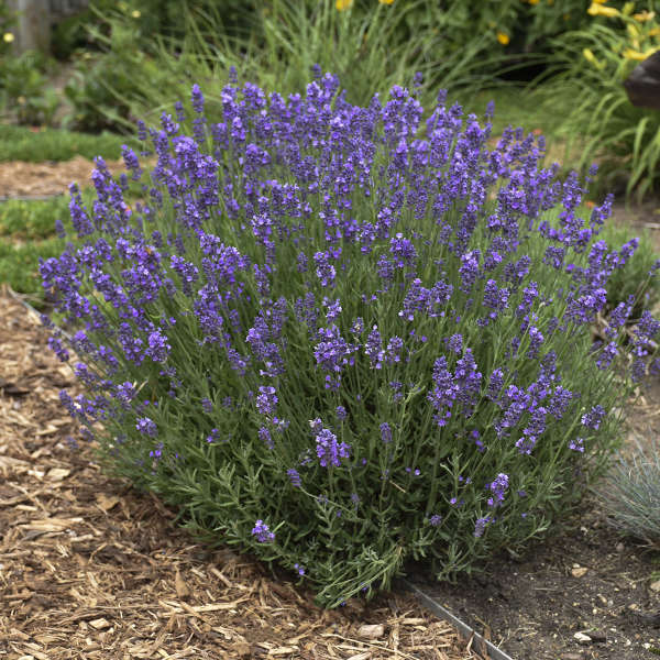  p>薰衣草(拉丁学名:lavandula angustifolia mill.